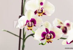 Fototapeta plátno 174 x 120, 102911001 - White with Purple Centre Orchid on White Background, Close-up - Bílá s fialovou středovou orchidejí na bílém pozadí, zavřít