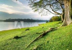 Fototapeta145 x 100  Grassy Banks Under Large Tree at Sunset, 145 x 100 cm