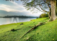 Fototapeta160 x 116  Grassy Banks Under Large Tree at Sunset, 160 x 116 cm