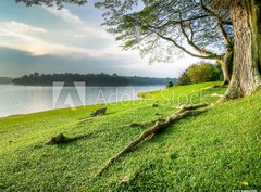 Fototapeta pltno 330 x 244, 10305059 - Grassy Banks Under Large Tree at Sunset