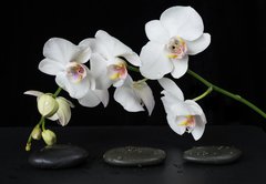 Samolepka flie 145 x 100  White Orchid on a black background, 145 x 100 cm