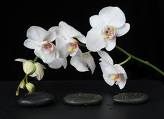 Fototapeta240 x 174  White Orchid on a black background, 240 x 174 cm