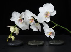 Fototapeta330 x 244  White Orchid on a black background, 330 x 244 cm