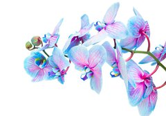 Fototapeta184 x 128  stem of blue orchids, 184 x 128 cm