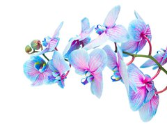 Fototapeta330 x 244  stem of blue orchids, 330 x 244 cm