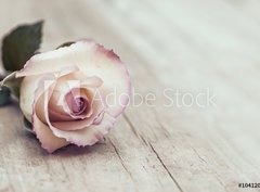 Fototapeta330 x 244  Vintage Rose, 330 x 244 cm