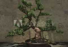 Samolepka flie 145 x 100, 104394182 - Decorative Bonsai Tree - Dekorativn strom bonsai
