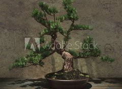 Fototapeta papr 160 x 116, 104394182 - Decorative Bonsai Tree