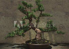 Samolepka flie 200 x 144, 104394182 - Decorative Bonsai Tree - Dekorativn strom bonsai