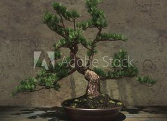 Fototapeta papr 254 x 184, 104394182 - Decorative Bonsai Tree