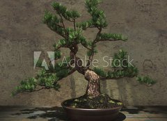 Fototapeta papr 254 x 184, 104394182 - Decorative Bonsai Tree - Dekorativn strom bonsai