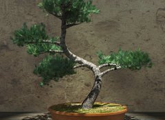 Fototapeta vliesov 100 x 73, 104394610 - Decorative Bonsai Tree