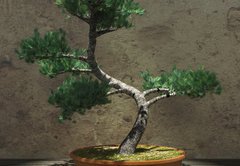 Samolepka flie 145 x 100, 104394610 - Decorative Bonsai Tree