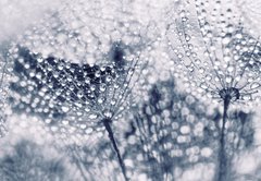 Fototapeta174 x 120  Plant seeds with water drops, 174 x 120 cm