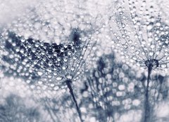 Fototapeta240 x 174  Plant seeds with water drops, 240 x 174 cm