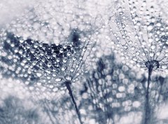 Fototapeta330 x 244  Plant seeds with water drops, 330 x 244 cm
