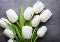 Fototapeta papr 184 x 128, 105673696 - More white tulip on the grey background.