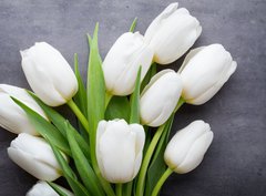 Fototapeta pltno 330 x 244, 105673696 - More white tulip on the grey background.