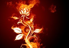 Samolepka flie 145 x 100  Fire rose, 145 x 100 cm