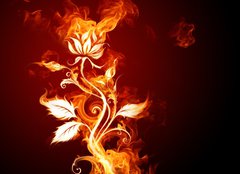 Fototapeta254 x 184  Fire rose, 254 x 184 cm