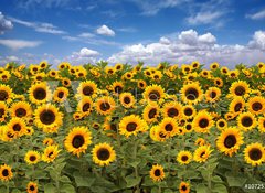 Samolepka flie 100 x 73, 10725175 - Sunflower Farmland With Blue Cloudy Sky - Slunenice zemdlsk pdy s modrou oblano nebe