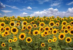 Fototapeta pltno 174 x 120, 10725175 - Sunflower Farmland With Blue Cloudy Sky