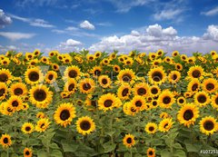 Samolepka flie 200 x 144, 10725175 - Sunflower Farmland With Blue Cloudy Sky - Slunenice zemdlsk pdy s modrou oblano nebe