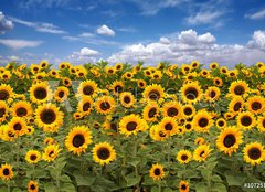 Fototapeta pltno 240 x 174, 10725175 - Sunflower Farmland With Blue Cloudy Sky - Slunenice zemdlsk pdy s modrou oblano nebe
