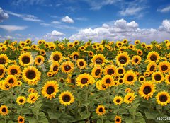 Fototapeta240 x 174  Sunflower Farmland With Blue Cloudy Sky, 240 x 174 cm