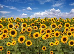Fototapeta330 x 244  Sunflower Farmland With Blue Cloudy Sky, 330 x 244 cm
