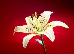 Samolepka flie 100 x 73, 10726288 - lily flower - kvt lilie