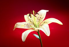 Fototapeta pltno 174 x 120, 10726288 - lily flower