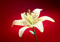 Fototapeta papr 184 x 128, 10726288 - lily flower