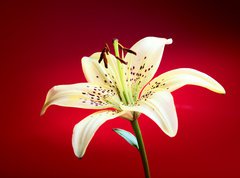 Samolepka flie 270 x 200, 10726288 - lily flower
