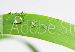 Fototapeta pltno 174 x 120, 107308034 - bubble drop on clover isolated on white