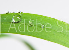 Samolepka fólie 200 x 144, 107308034 - bubble drop on clover isolated on white - kapka bubliny na jetel izolované na bílém