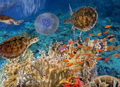 Samolepka flie 100 x 73, 107412265 - Colorful coral reef with many fishes and sea turtle