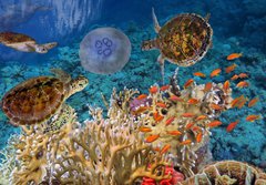 Fototapeta papr 184 x 128, 107412265 - Colorful coral reef with many fishes and sea turtle - Barevn korlov tes s mnoha rybami a mosk elva