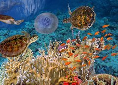 Samolepka flie 200 x 144, 107412265 - Colorful coral reef with many fishes and sea turtle - Barevn korlov tes s mnoha rybami a mosk elva