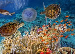 Fototapeta pltno 240 x 174, 107412265 - Colorful coral reef with many fishes and sea turtle - Barevn korlov tes s mnoha rybami a mosk elva