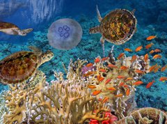 Samolepka flie 270 x 200, 107412265 - Colorful coral reef with many fishes and sea turtle - Barevn korlov tes s mnoha rybami a mosk elva