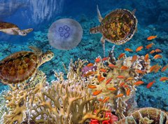 Fototapeta papr 360 x 266, 107412265 - Colorful coral reef with many fishes and sea turtle - Barevn korlov tes s mnoha rybami a mosk elva