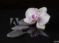 Samolepka fólie 100 x 73, 107550516 - Orchid and stones in water with reflectio - Orchidej a kameny ve vodě s reflexí