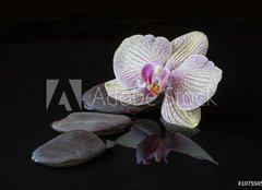 Fototapeta plátno 160 x 116, 107550516 - Orchid and stones in water with reflectio - Orchidej a kameny ve vodě s reflexí