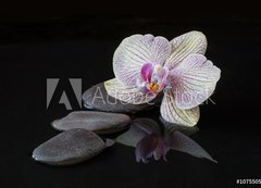 Fototapeta vliesov 200 x 144, 107550516 - Orchid and stones in water with reflectio - Orchidej a kameny ve vod s reflex