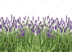 Samolepka flie 100 x 73, 107877649 - Lavender flowers. Fresh lavender plants isolated on white - Kvty levandule. erstv rostliny levandule izolovan na blm