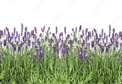 Samolepka flie 145 x 100, 107877649 - Lavender flowers. Fresh lavender plants isolated on white