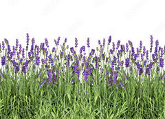 Samolepka flie 200 x 144, 107877649 - Lavender flowers. Fresh lavender plants isolated on white