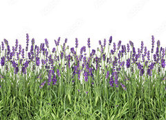 Fototapeta papr 254 x 184, 107877649 - Lavender flowers. Fresh lavender plants isolated on white