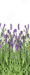 Samolepka na dvee flie 90 x 220, 107877649 - Lavender flowers. Fresh lavender plants isolated on white